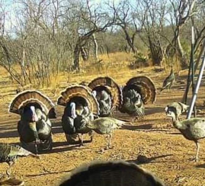 Texas Turkey Hunts | 3days Turkey Hunting
