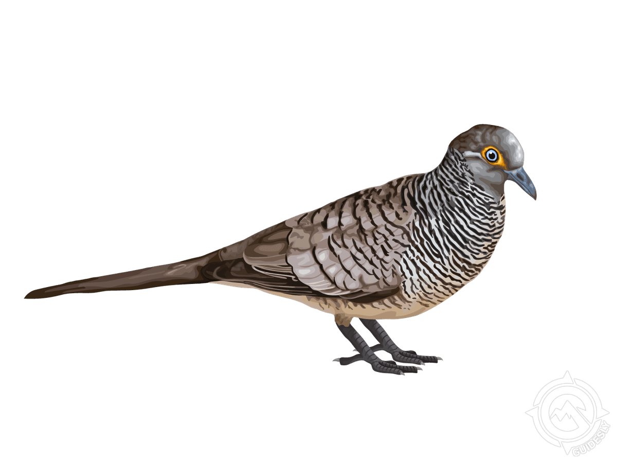 Barred Dove